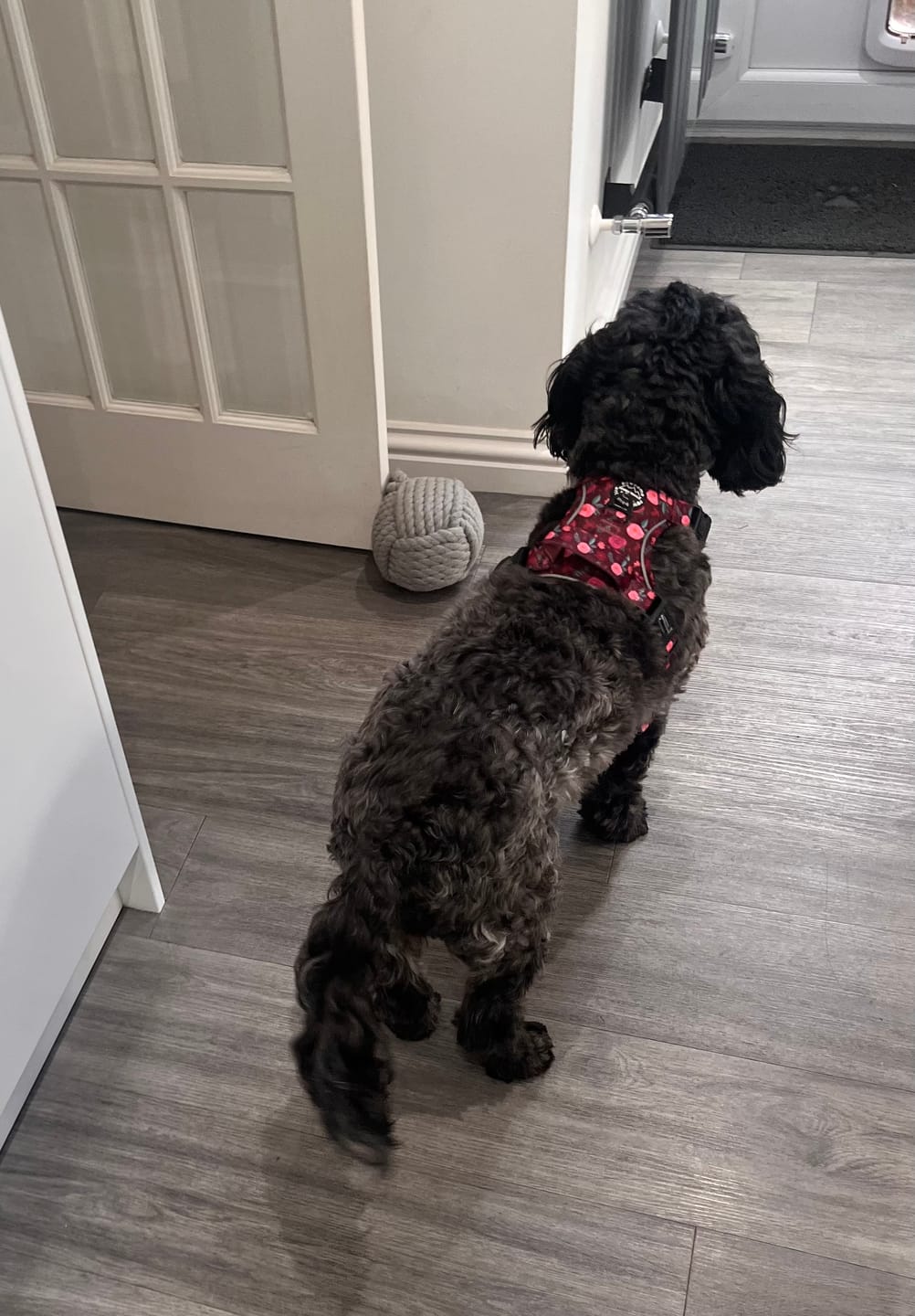 Customer photo review of Tough Trails™ Harness - Mable's Meadow