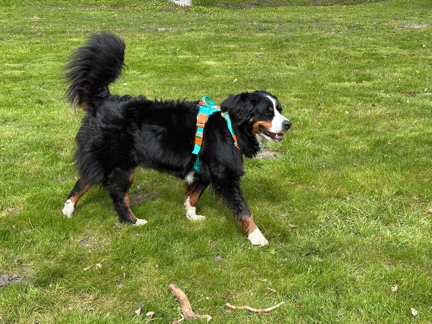 Customer photo review of Anti Pull Hurricane Harness Lighter | With Handle - Turquoise X Orange