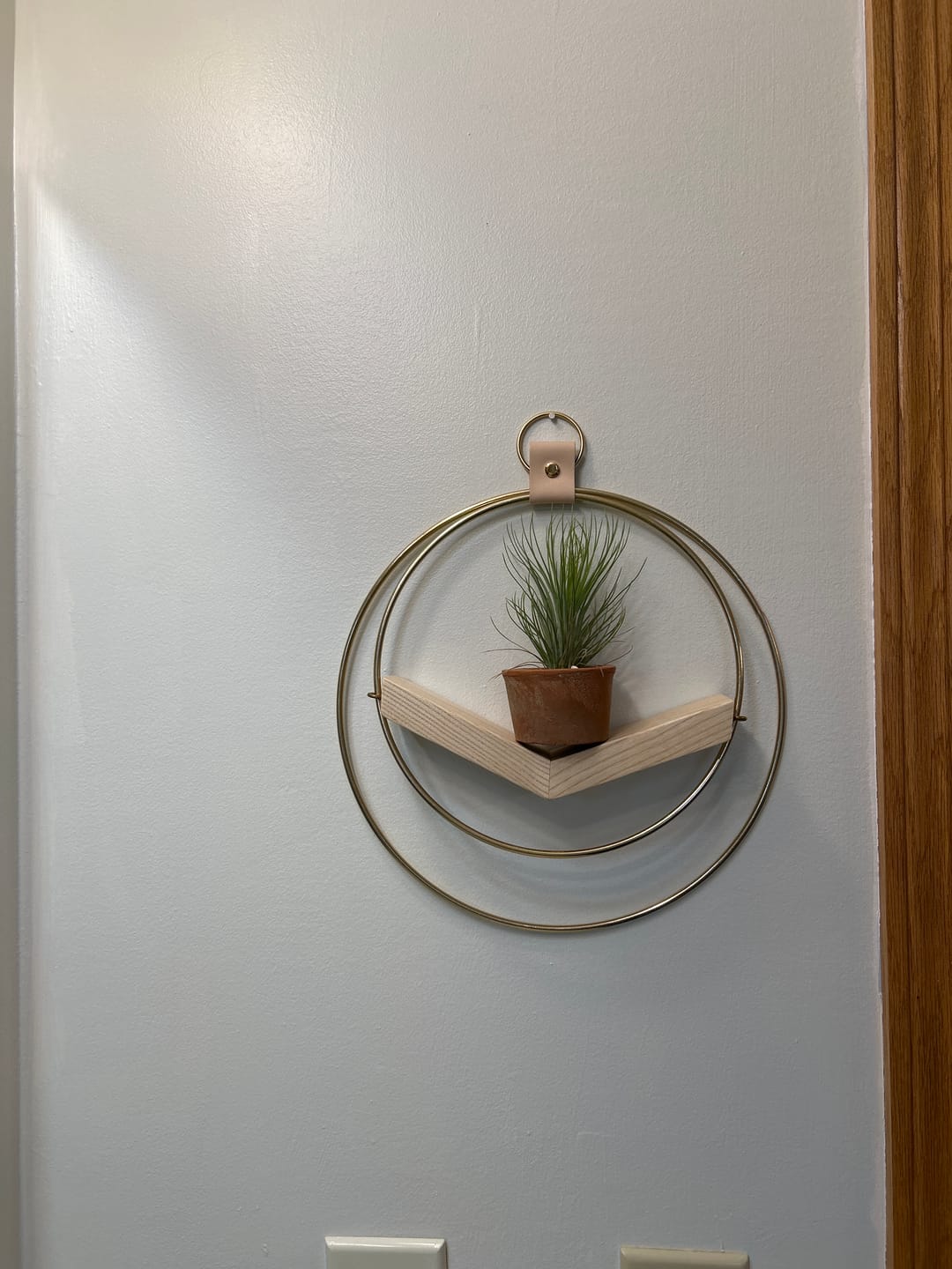 Customer photo review of Air Plant V-Hanger