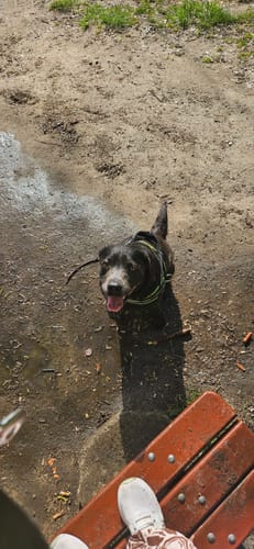 Ein Kunde zeigt seinen schwarzen Hund, der nach der Fellpflege mit der Bürste glücklich aussieht.