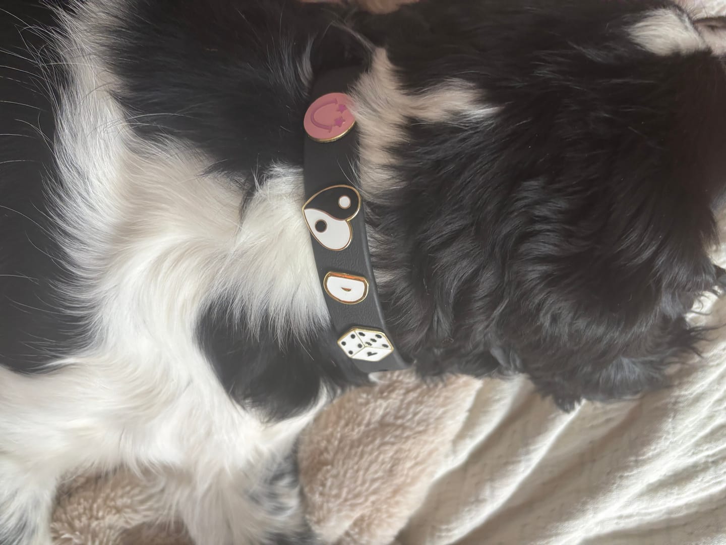 Customer photo review of Moodies Collar