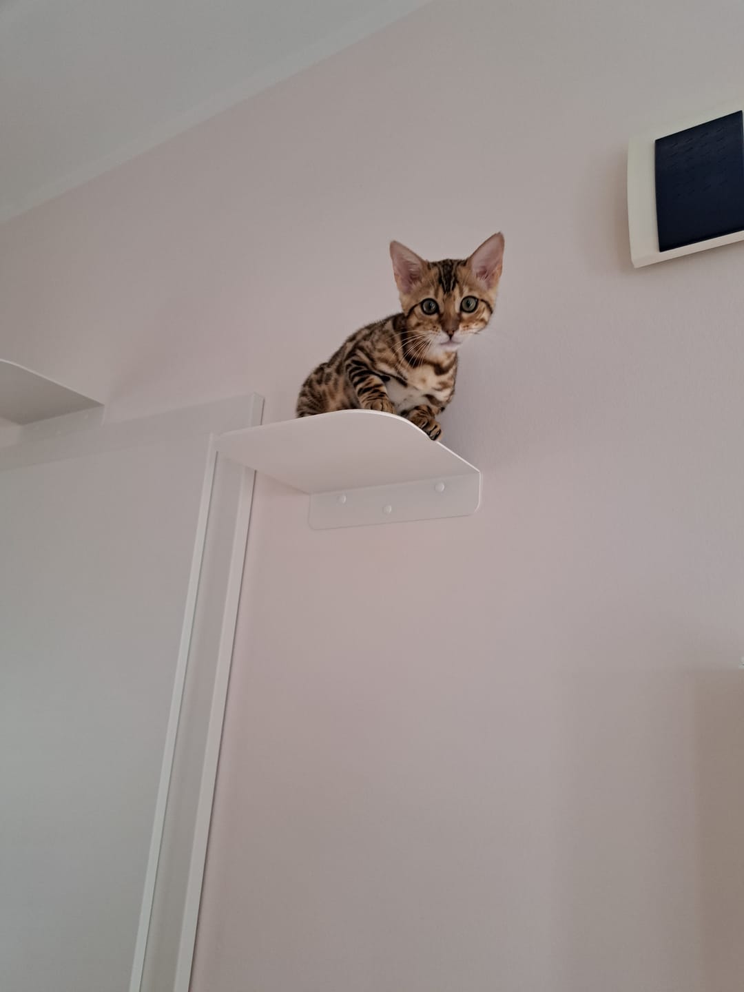 Customer photo review of STYA Katzen Kletterwand | Katzen Treppe WL340 | Mit 3 Stufen