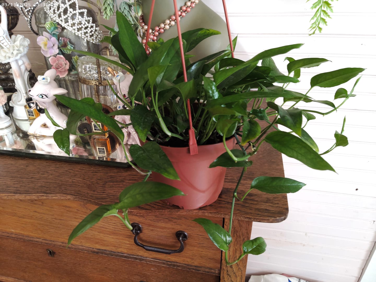 Customer photo review of Pothos Epipremnum pinnatum 'Skeleton Key'