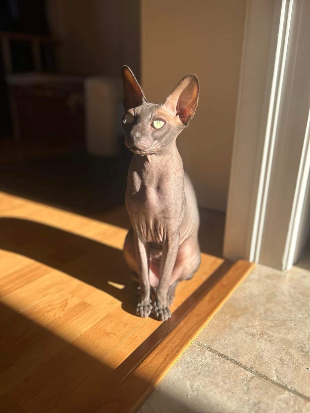 Customer photo review of PEASY (Stress, Anxiété, Nervosité) pour chiens et chats