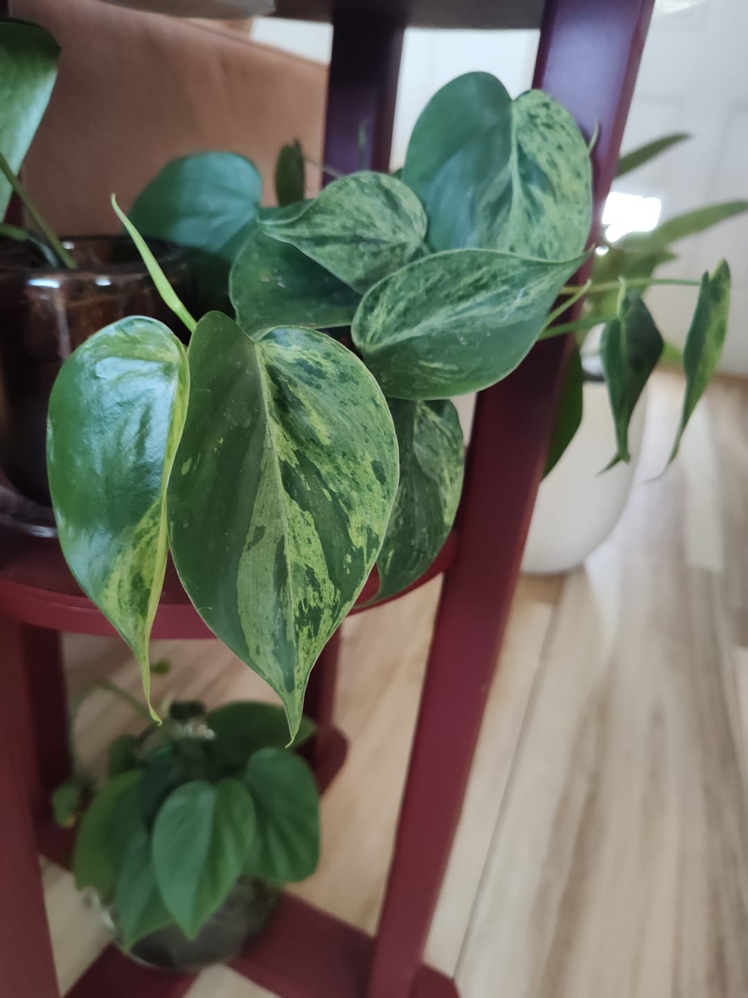Customer photo review of Philodendron hederaceum variegated