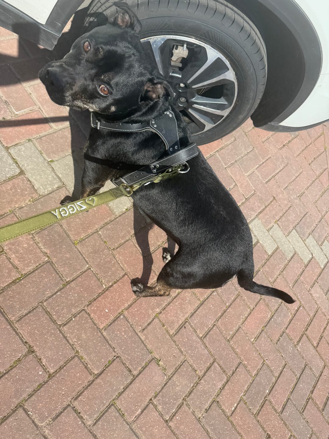 Customer photo review of 1.4m Lighter Swivel Combat Lead | Anti-Tangle & Secure Clip - Khaki x Khaki