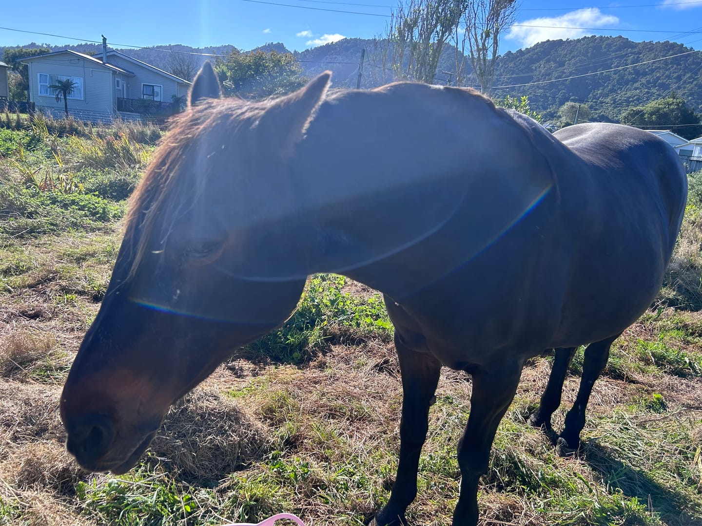 Customer photo review of Fourflax Equine Bone & Joint Oil