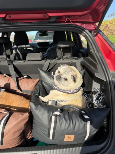 Customer photo review of The Dog Dock V2 New & Improved with ISO Fix