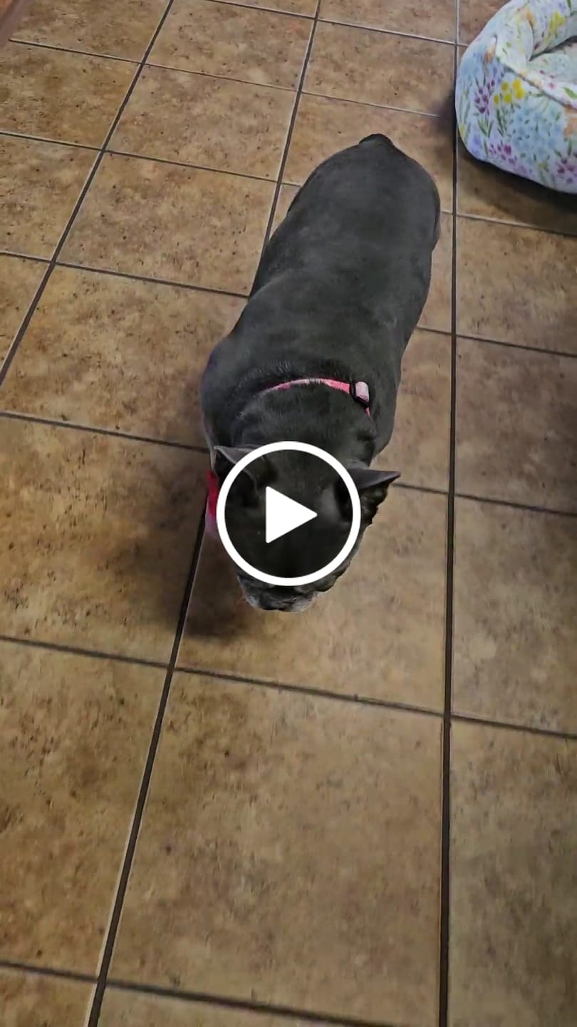 Customer video review of Caesar 1