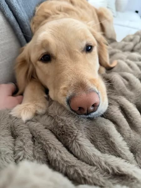 Customer photo review of Cloud Blanket