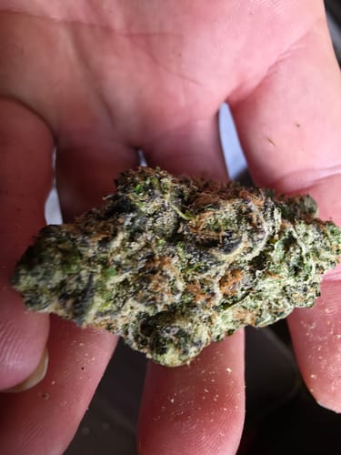 Customer photo review of Wedding Cake THCA Flower