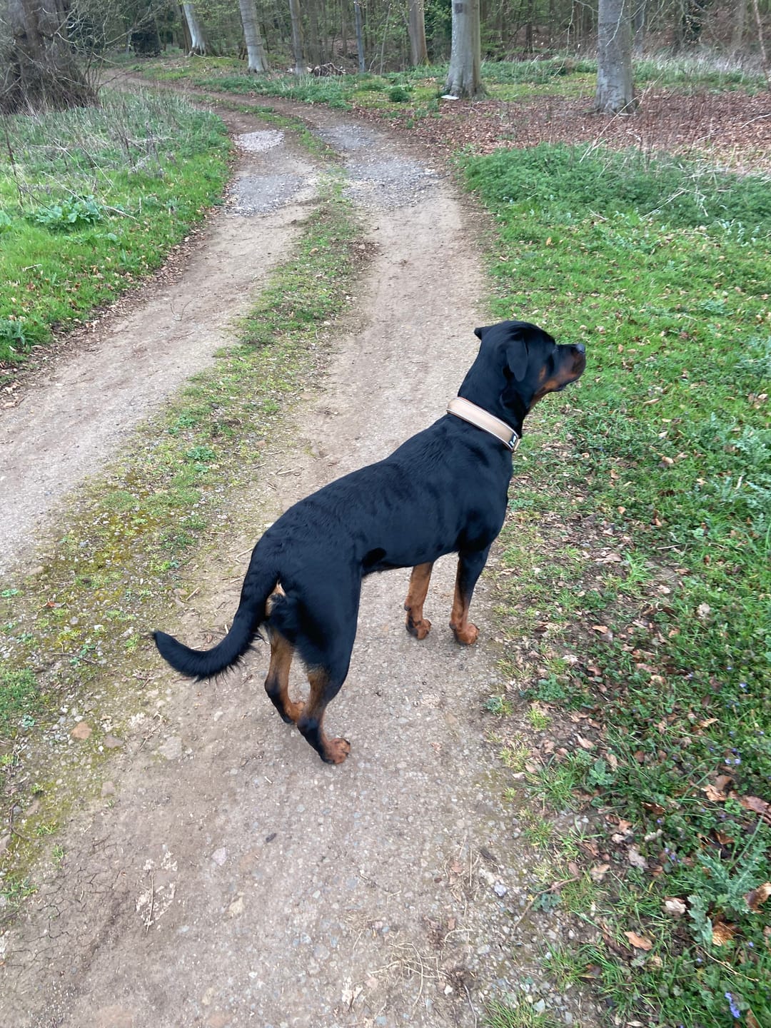 Customer photo review of Martingale collar - Tan/ Chocolate