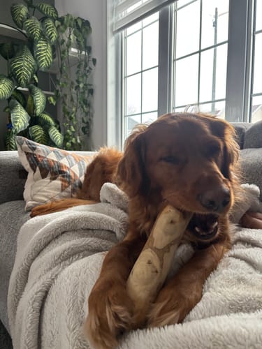 Customer photo review of Mystery Box - Dog