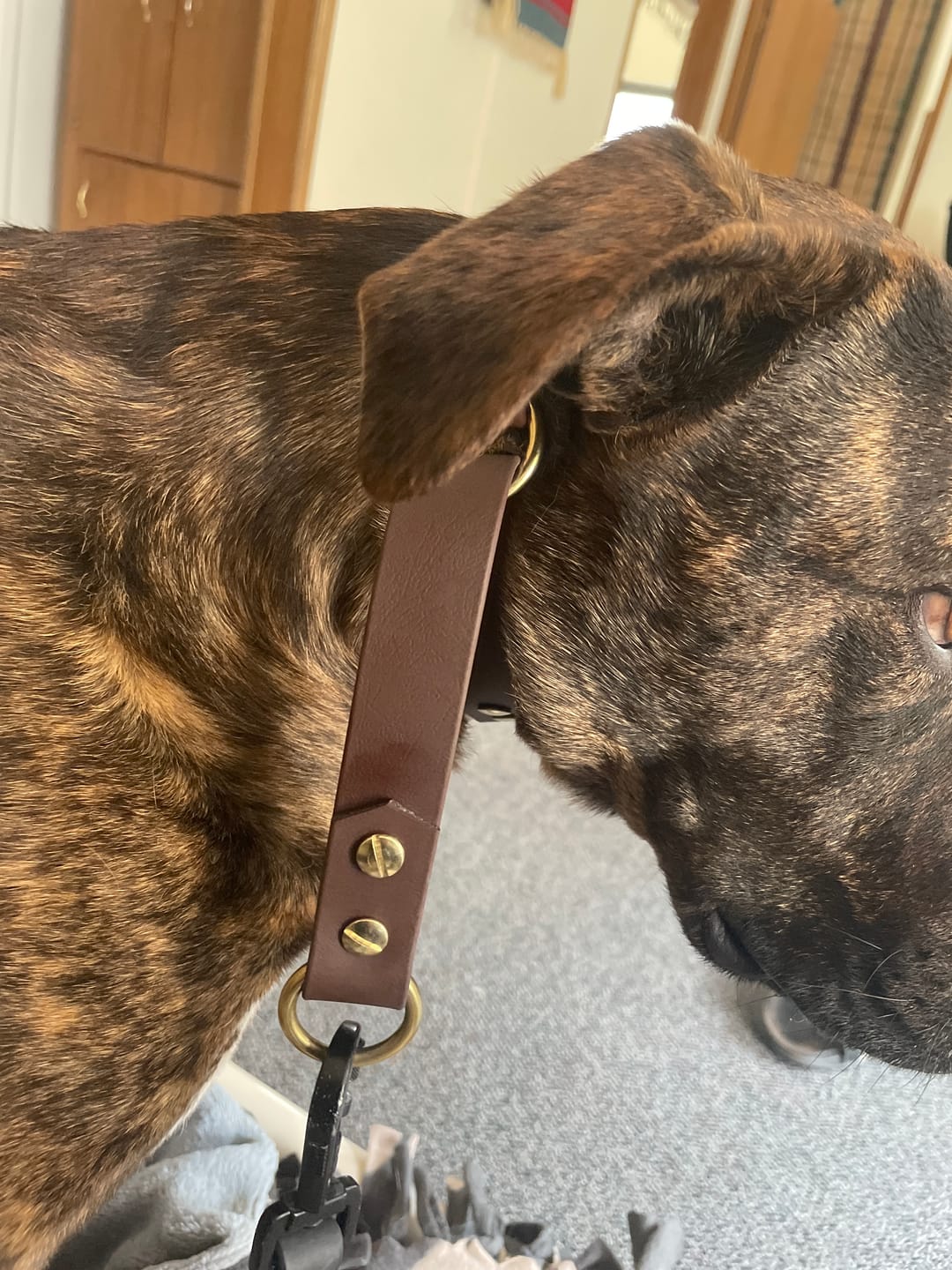 Customer photo review of Waterproof Two-Tone Slip Collar | Built with BioThane®