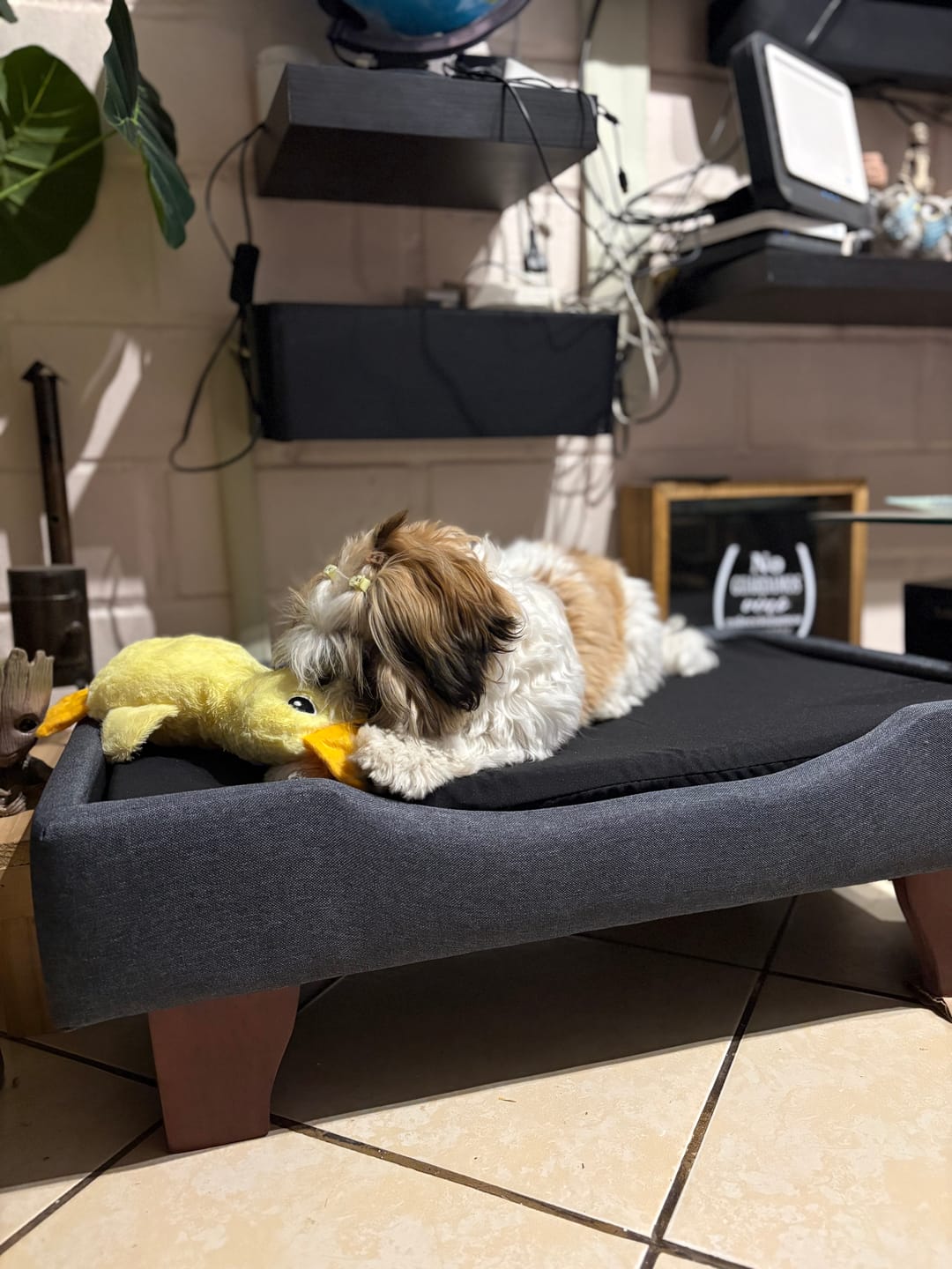 Customer photo review of Trío de Calma THE DOGS — Gallina + Pato + Oveja