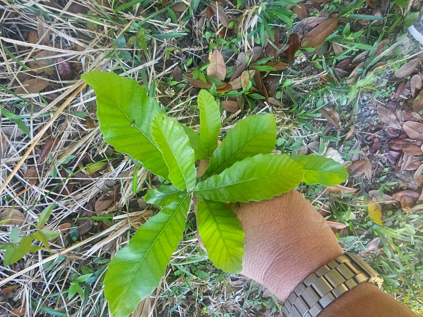 Customer photo review of Sawtooth Oak