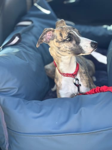 Customer photo review of The Dog Dock V2 New & Improved with ISO Fix