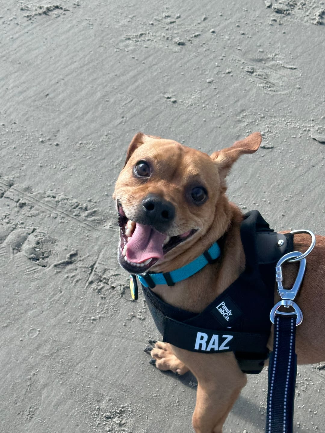 Customer photo review of No-Pull Harness