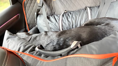 Customer photo review of The Dog Dock V2 New & Improved with ISO Fix