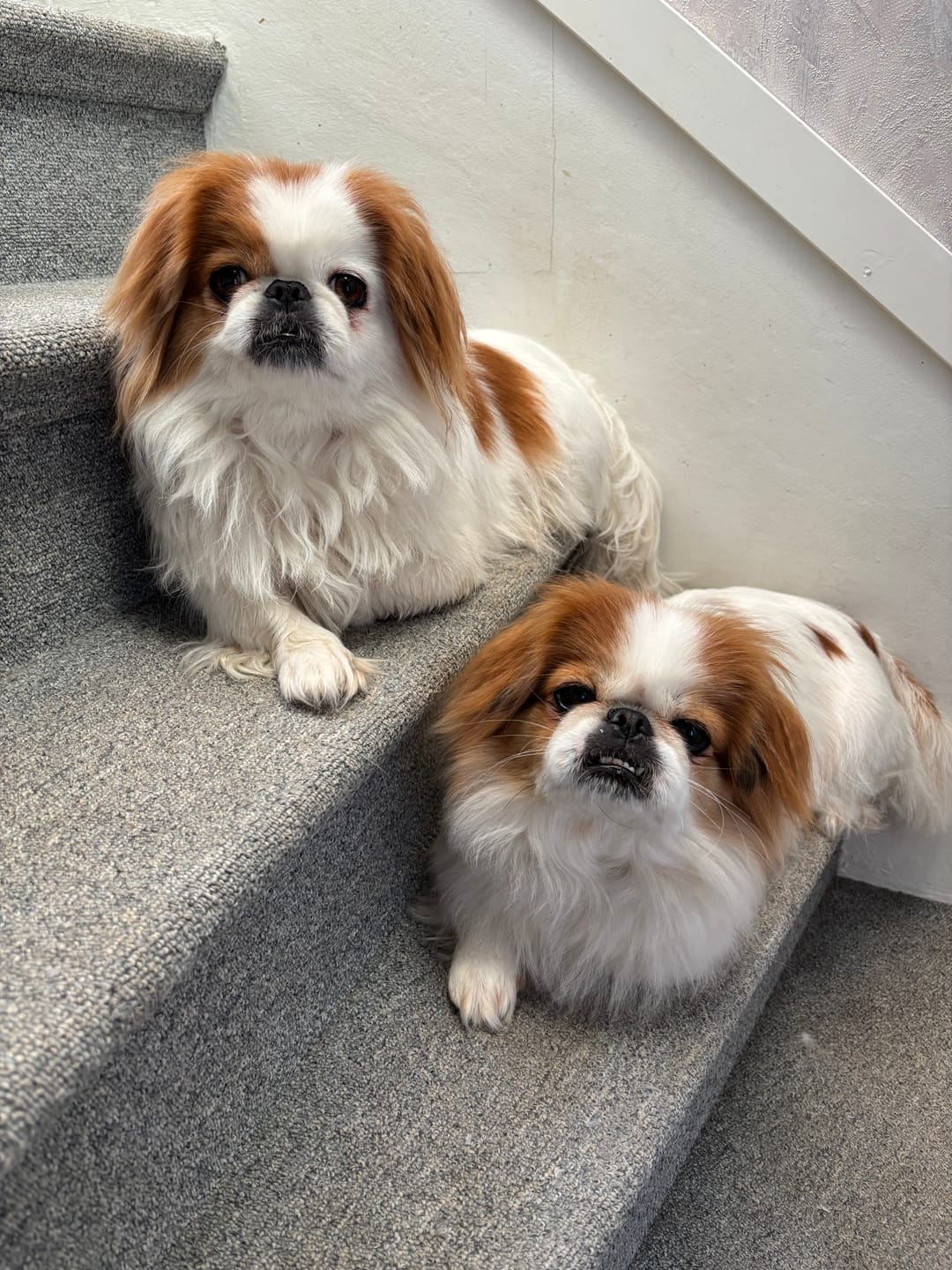 Customer photo review of Hundsås Biff