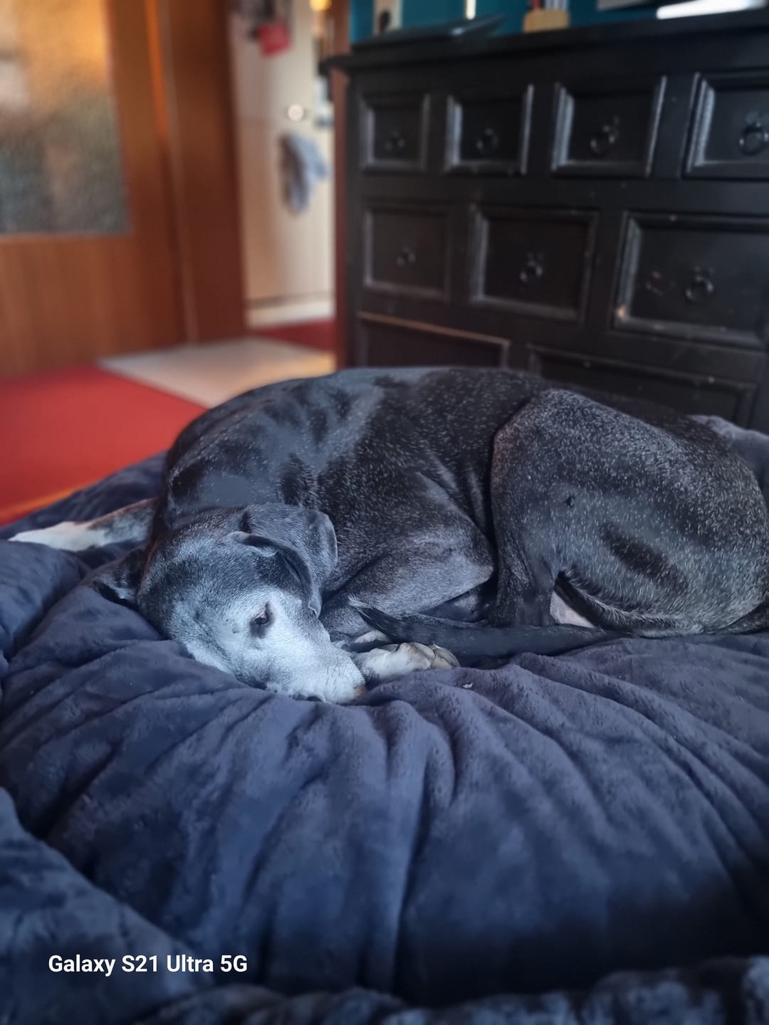 Customer photo review of Premium Hundebett Fluffy Deluxe