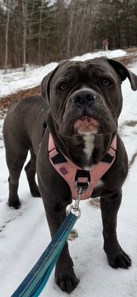 Customer photo review of Anti Pull Hurricane Harness Lighter | With Handle - Pink