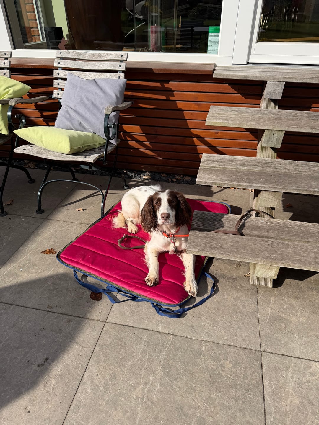 Customer photo review of Dog pad FAVORITE PLACE DESIGN YOUR OWN
