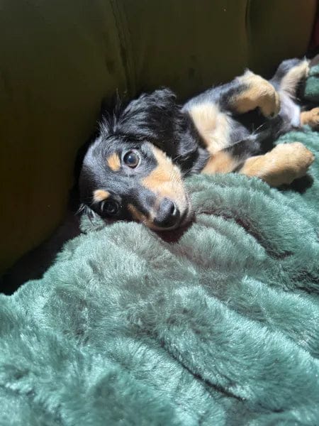 Customer photo review of Cloud Blanket