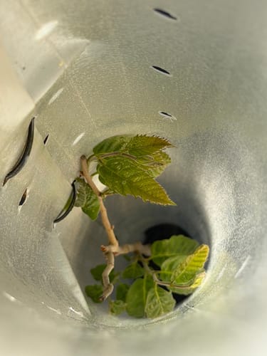 Customer photo review of Hybrid Chestnut