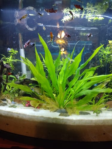 Customer's new Mixed Koi Red Female Betta fish swimming in a large, planted aquarium with other fish.