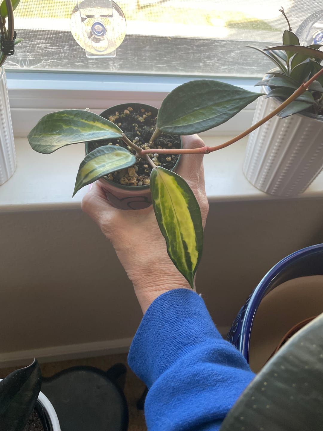Customer photo review of Hoya latifolia 'Pot of Gold'
