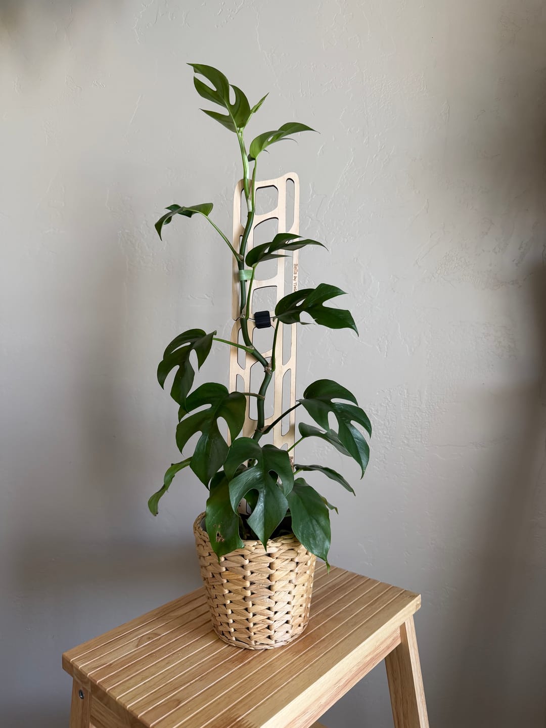 Customer photo review of Bella™ - Extendable Wooden Support for Climbing Houseplants
