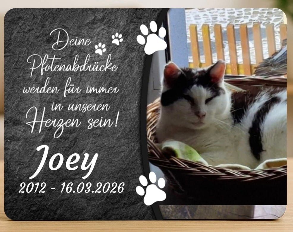 Customer photo review of Katzen Gedenktafel mit Foto & Spruch (UV- & Wetterfest)