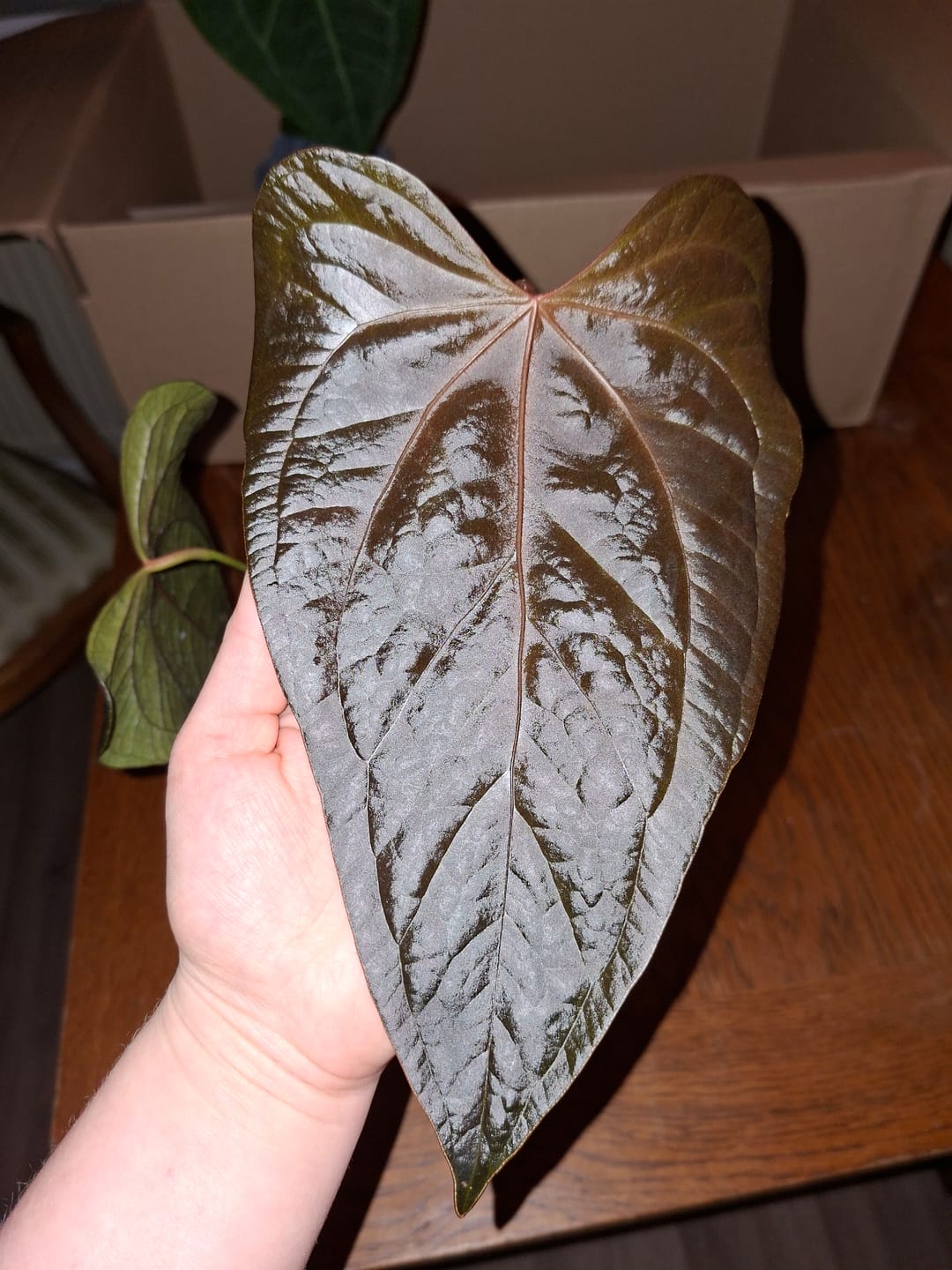 Customer photo review of ANTHURIUM QUEEN OF HEARTS