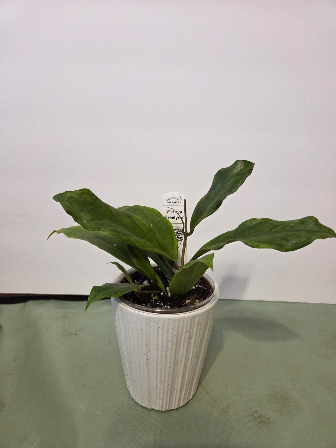Customer photo review of Hoya 'Breelynn'
