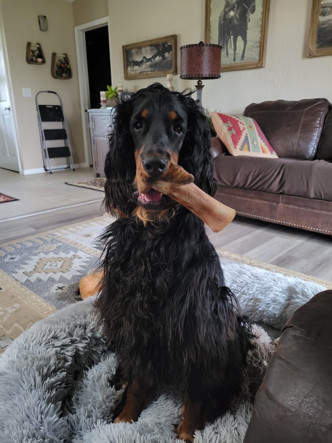 Customer photo review of Large Dog Black Friday Bundle (Your 12oz Jerky+2 Large Bones+12" Hick. Bully)