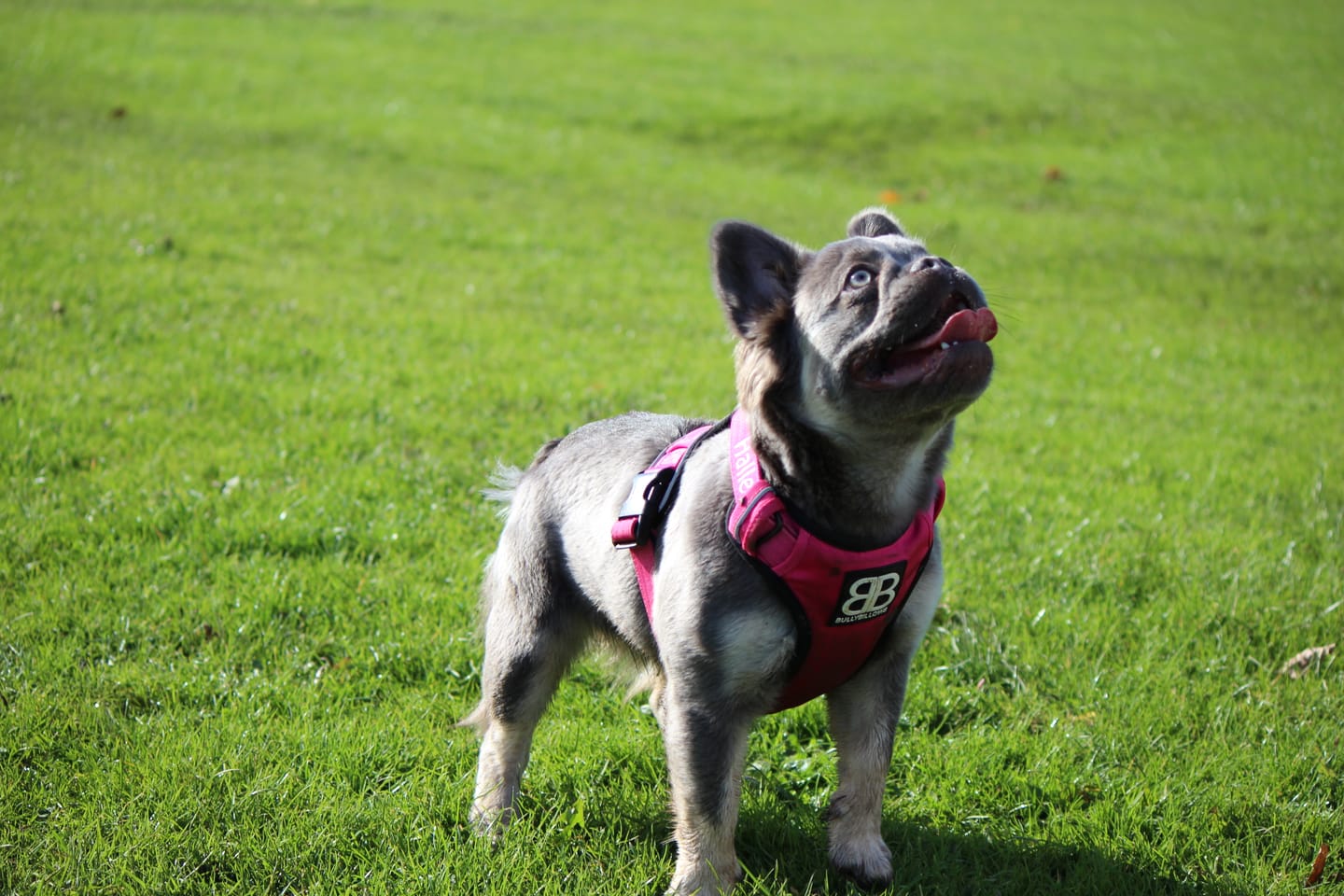 Customer photo review of Comfort Premium Harness | Non Restrictive - Magenta