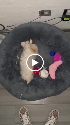 Customer video review of Funda Lino para Cama Antiestrés para Perros