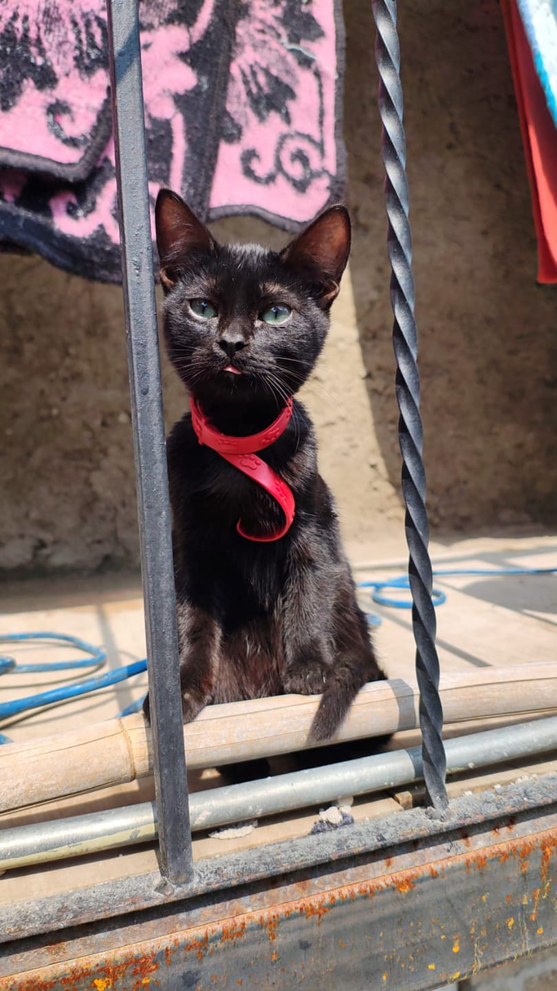 Customer photo review of CT1657 1 Pieza De Collar Anti Pulgas Para Perro/Gato