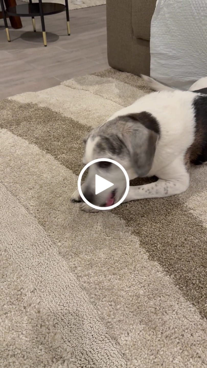 Customer video review of Split Beef Cheek Sticks