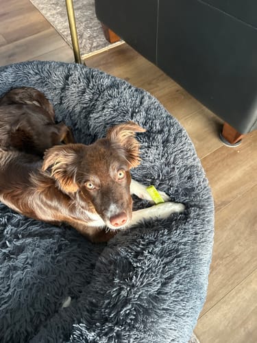 Customer's puppy relaxing in a fluffy grey dog bed while holding a Long-Lasting Yak Chew.