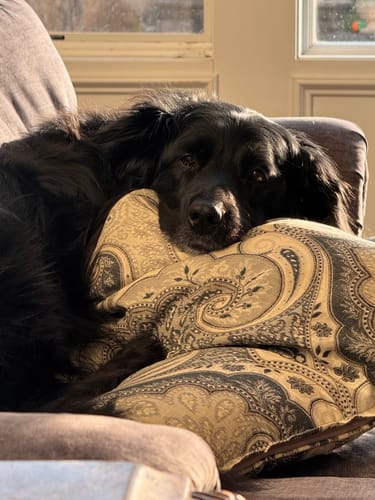 Reviewer's photo of a black long-haired dog resting on a couch.