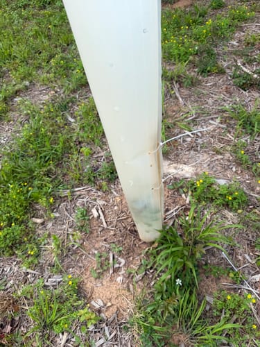 Customer photo review of Hybrid Chestnut