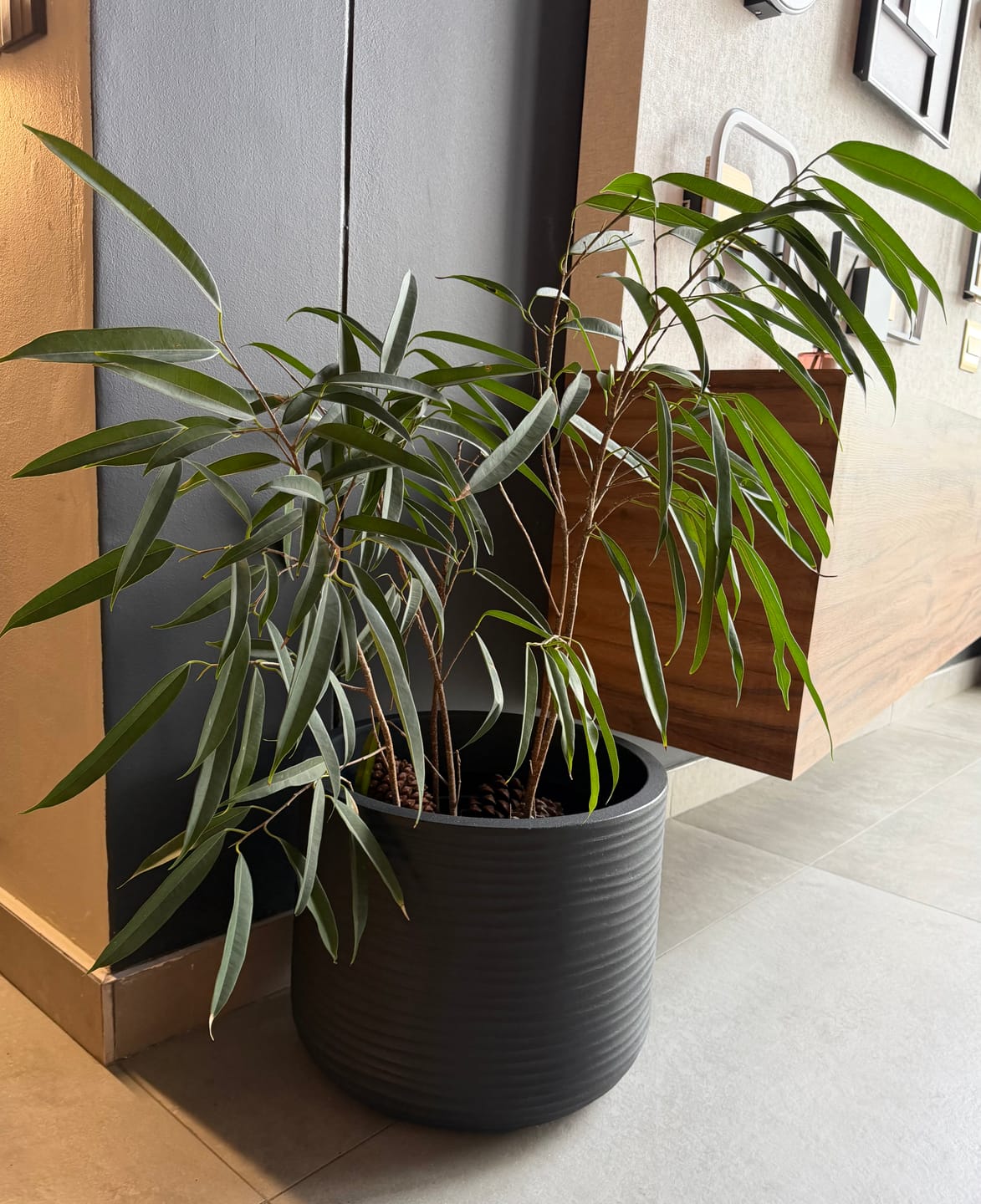 Customer photo review of Lagoon Round Japi Planter