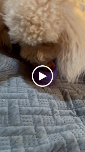 Customer video review of Freezball - Durable Fillable Dog Chew Bone