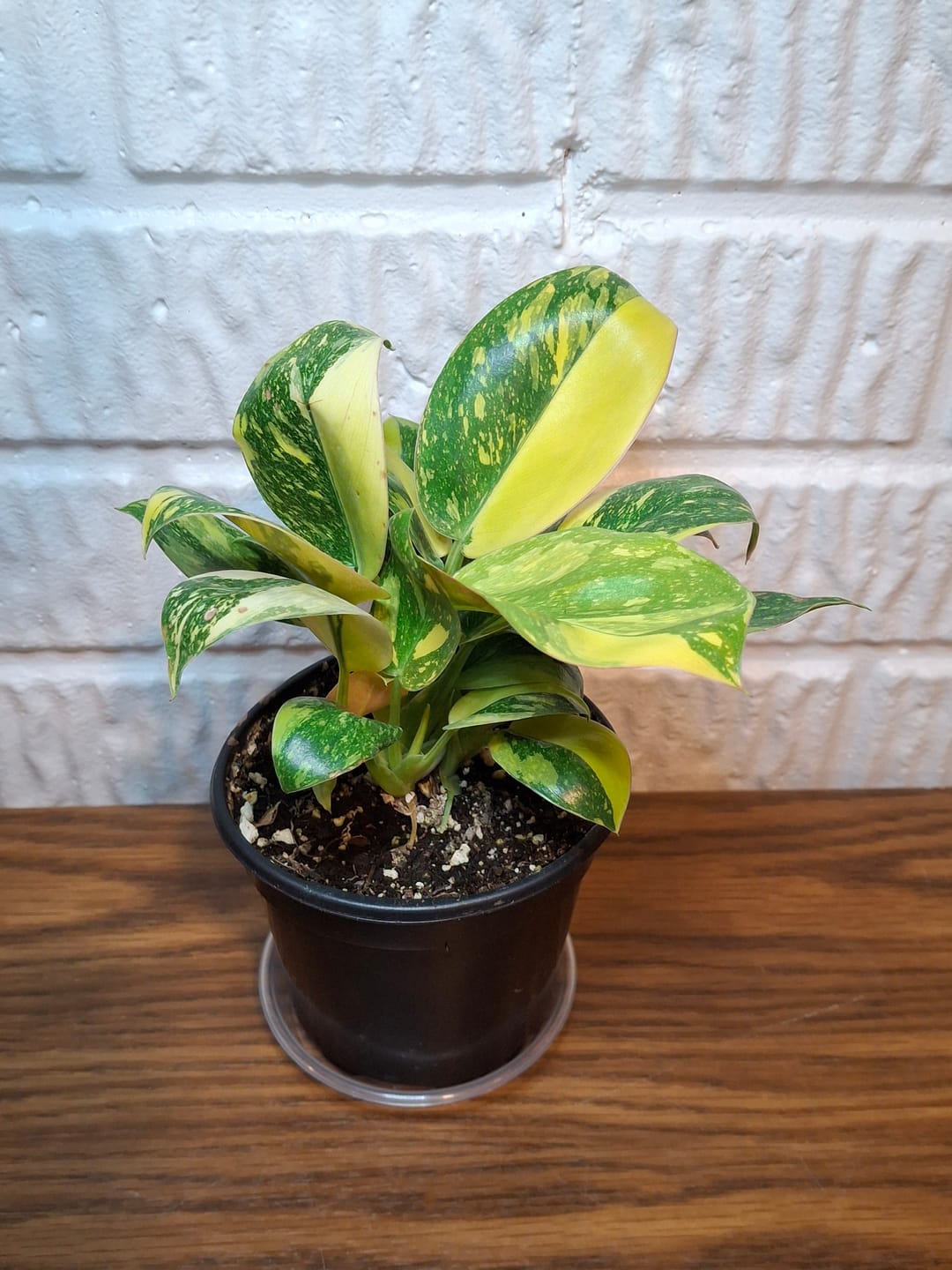 Customer photo review of Philodendron 'Congo Nuclear'