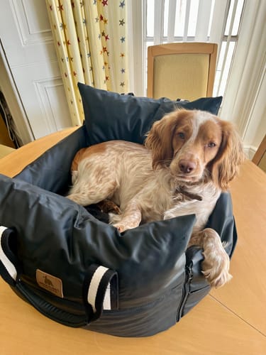 Customer photo review of The Dog Dock