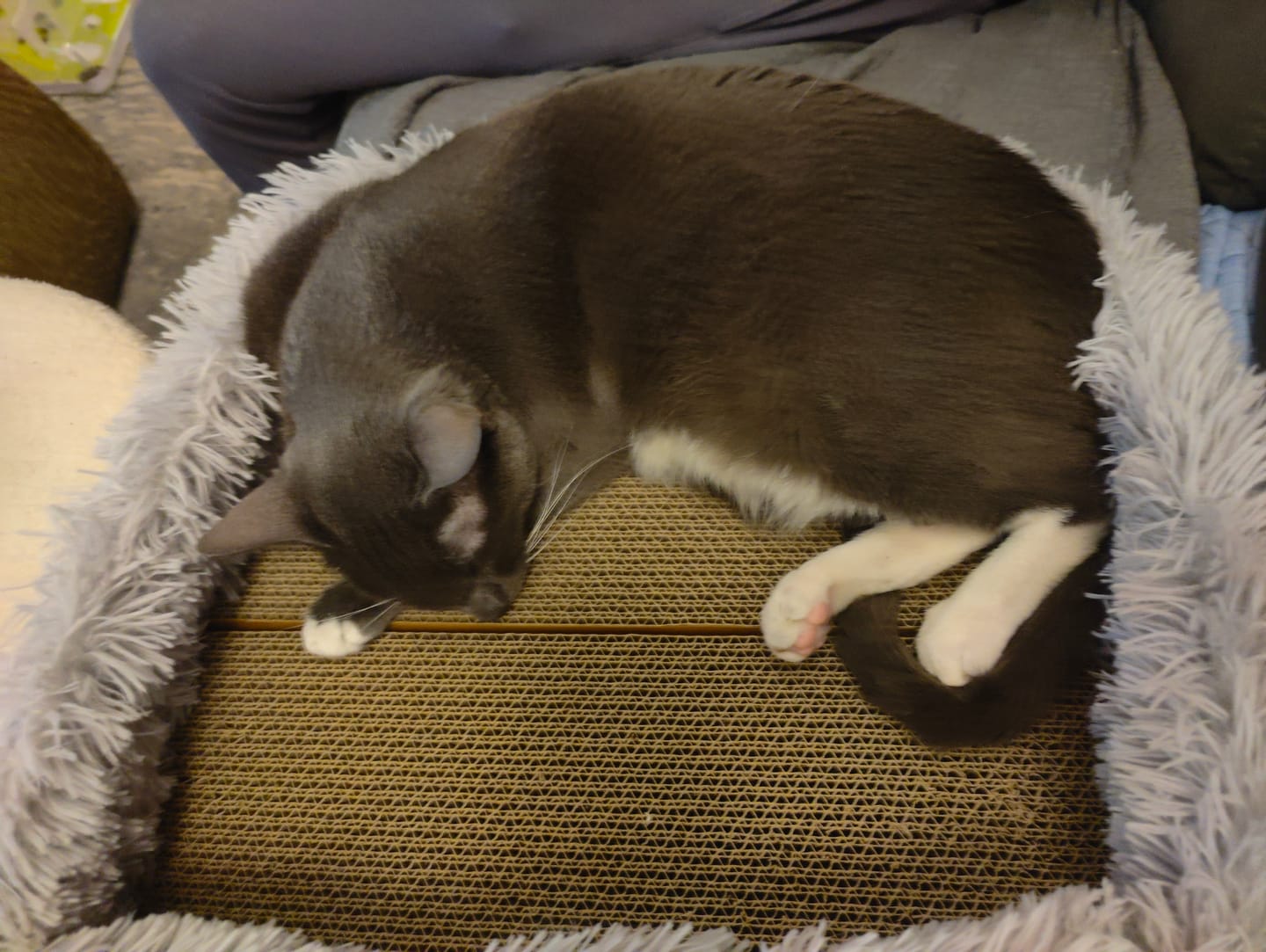 Customer photo review of 2-in-1 Scratching Cat Bed