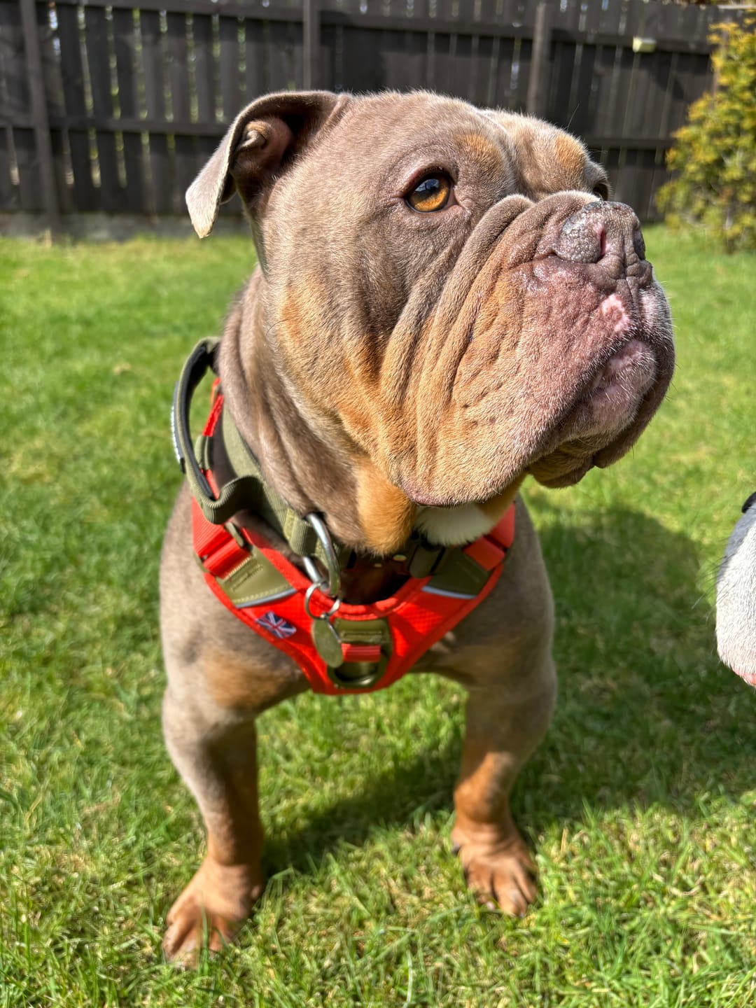 Customer photo review of Anti Pull Hurricane Harness Lighter | With Handle - Burnt Orange X Khaki