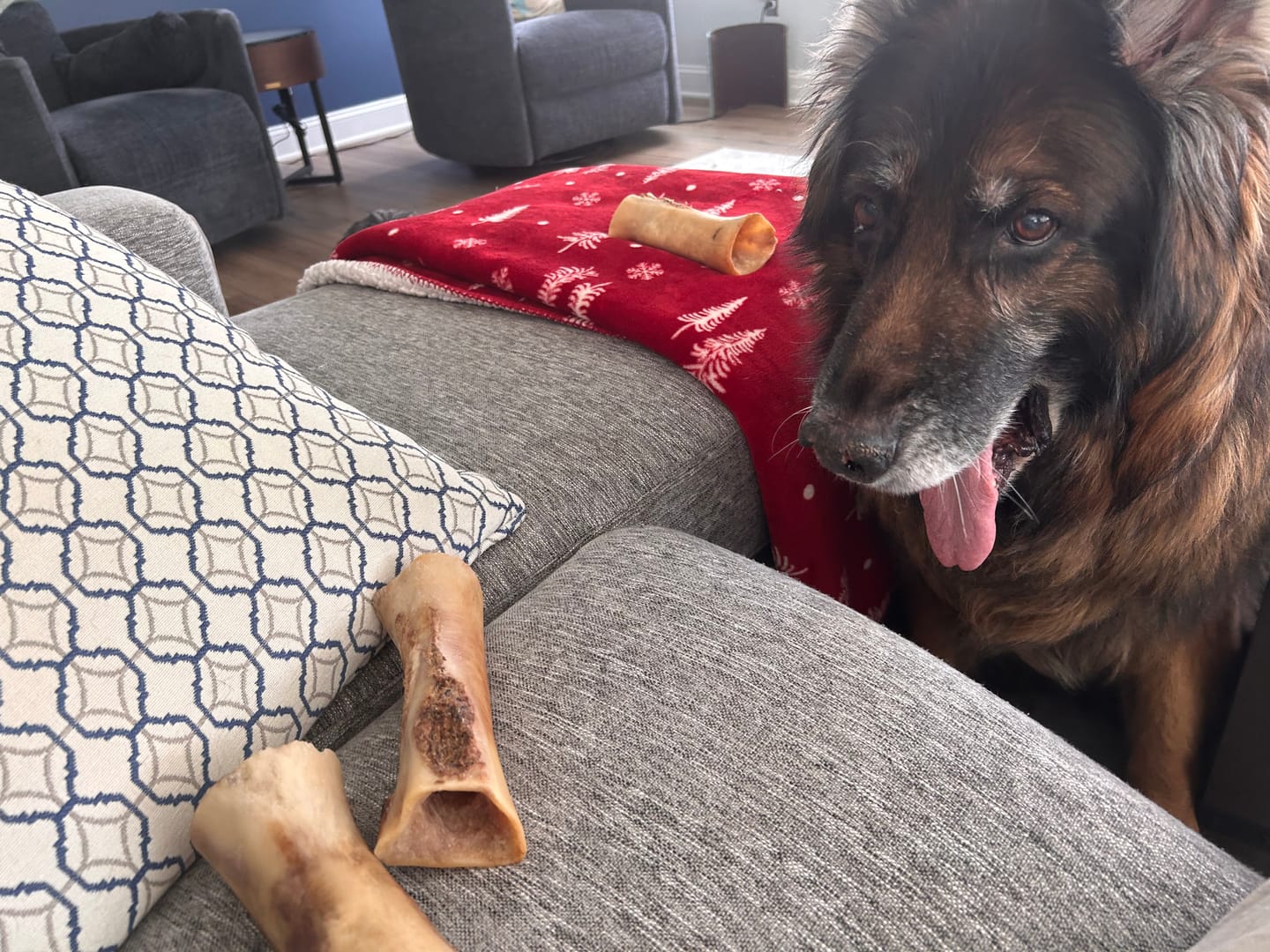 Customer photo review of Hickory Smoked Bully Sticks